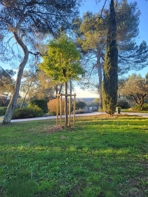 Plantation de grand sujet à Nîmes