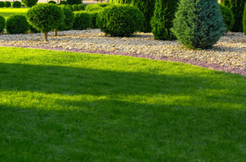 Création et entretien jardin à Bellegarde