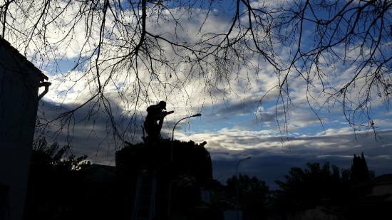 Taille de haie sur perche sur Nîmes