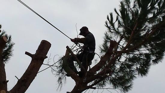 Taille de haie sur perche sur Uzès