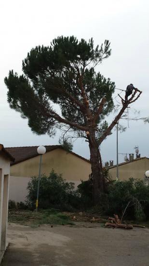 Élagage et abattage d’espace vert sur Uzès