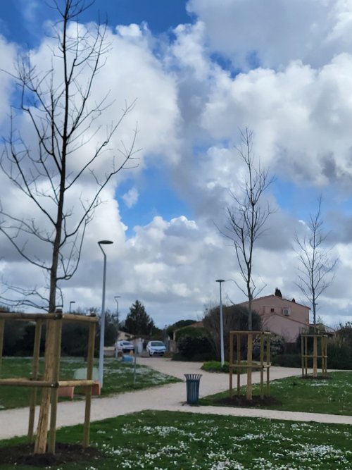 Plantation de gros sujets