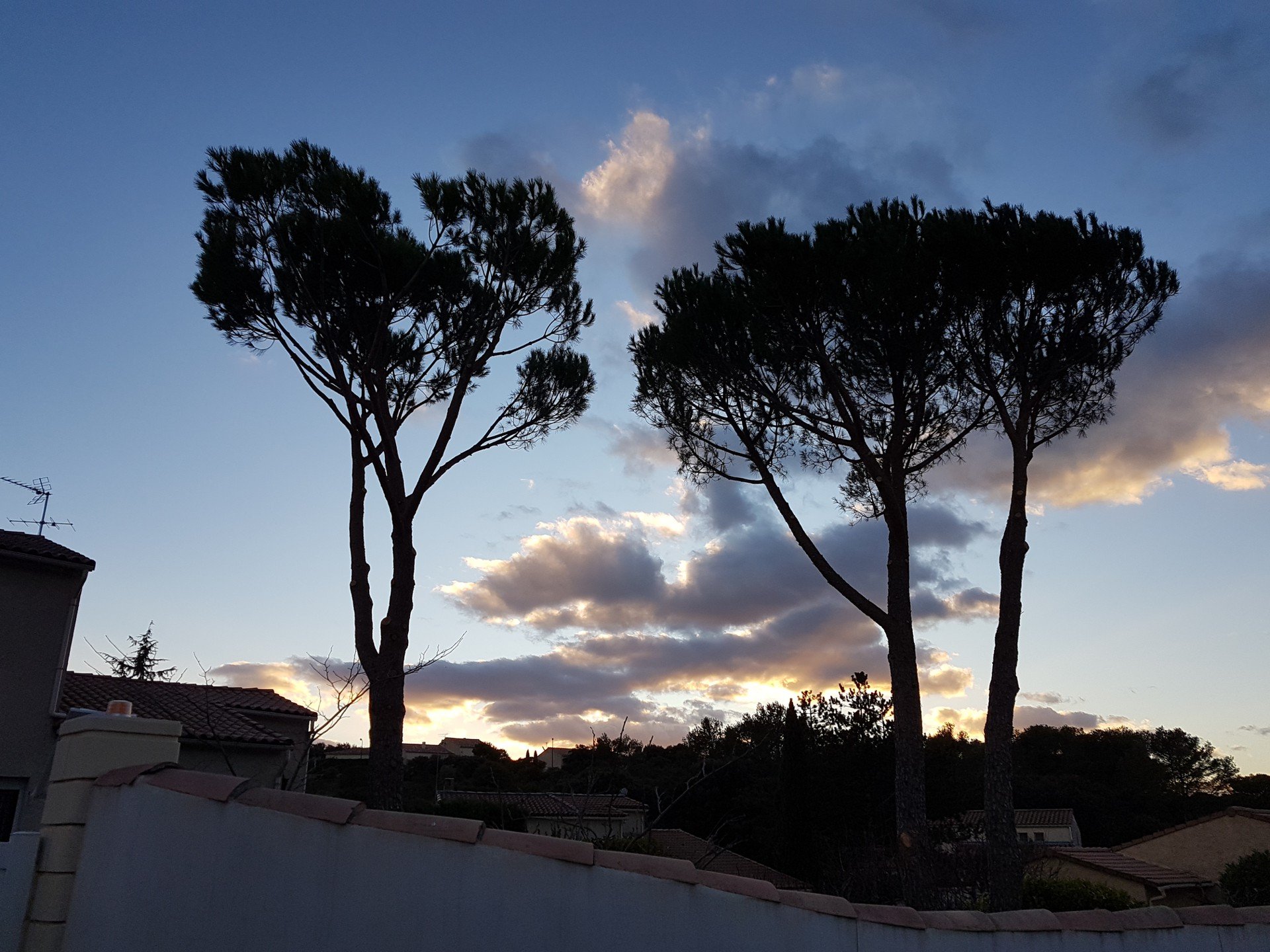 Nettoyage de pin à Nîmes