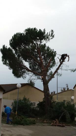 ﻿Élagage et abattage d’espace vert sur Nîmes