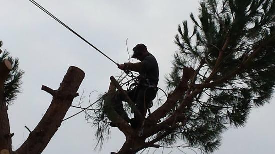 ﻿Taille de haie sur perche sur Uzès