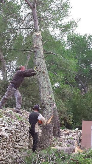 ﻿Taille de haie sur perche sur Montpellier